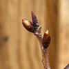 地域社会貢献活動、地元の子供達に桜をプレゼント。７本の桜（曙）を植樹しました。