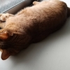 猫さん、冷房OFFの部屋で寛ぐ