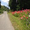 赤い花の道