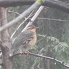 Varied Thrush