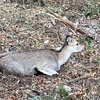 【狩猟】元旦にシカがかかりました🦌