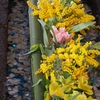 春の色「石浦神社の花手水」