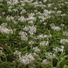 ハマユウ群生地　福岡県遠賀郡芦屋町山鹿