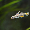 カワヨシノボリ Rhinogobius flumineus