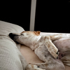 お天気に敏感な犬。外すこともあるけどね。