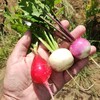 月間横浜家菜No.3 2024.６月の野菜たち1
