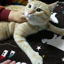 ココちゃんの日記