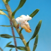Dendrobium sp.　フィリピン産