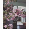 桜の雅、すべては泰然と育まれてゆく