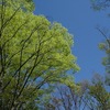 2026.4.12 洞峰公園～きぬ総合公園の新緑
