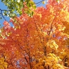 北国から秋のお届け♪〜圧倒的な秋の彩