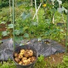 今年の家庭菜園🥔🍅🥒