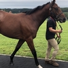 ワラウカド募集馬見学ツアー③