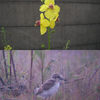 ７月１日の探鳥会の報告