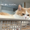 雨田甘夏、暑いです。【猫と甘えんぼとお昼寝事情】
