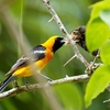 ベリーズ　鳥の托卵