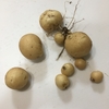 じゃがいも収穫！