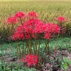 田舎で見つけた秋の花