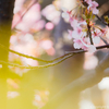 2月にはもう桜が見られる！鎌倉・本覚寺で河津桜と梅を撮影する