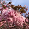 八重桜満開です。