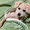 犬　ふだんと違う行動