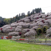 お花見に行ってきました