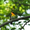 公園の野鳥達（キビタキ）