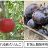 「銀河連邦サク共和国 りんご・プルーン販売会」開催！(2026/9/9)