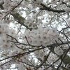 桜咲く　そして気温は　２５℃！？　（岡山県岡山市北区　水彩スケッチ）