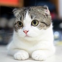 自由が大好きだ