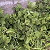 たつきちの家庭菜園_2025年7月5日