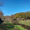 晩秋の武蔵野路　＠武蔵野・野川公園