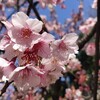 桜のポートフォリオ。