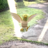 【ポケモンGO】初代ストーリーではポッポと選択。 ｜ 色違い紹介 No.0021 ★オニスズメ【GO Plus +】