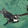 動物達も暑いわなぁ