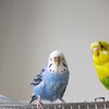 インコの水浴びの変化