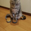 猫は、寝たいとき寝る。