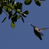 アカフトオハチドリ(Rufous Hummingbird)