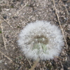 秋今時,タンポポの花穂絮