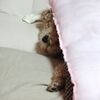 右後ろ足の異常