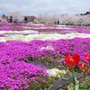 群馬県・赤城南面千本桜のツーリングは春爛漫♪だった件