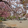 所沢校舎の桜と図書館