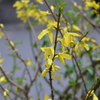 今朝のレンギョウの花とアーモンドの蕾