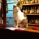 【休店】猫好きお酒好きにはたまらない「時代カフェBARゆすらうめ」再訪