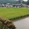 稲刈り　ニジ　DAY2　トータル　DAY　７