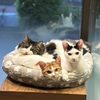 保護猫サロンからお知らせ🐈