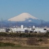 春めき桜ツアー