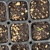 ベランダ菜園2024🥬②