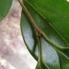 Ligustrum japonicum　ネズミモチ