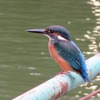 武蔵関公園_カワセミもいたよ・・（東京都練馬区）